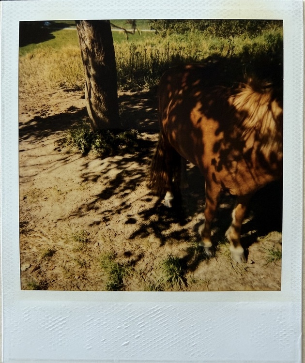 Polaroid